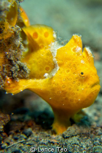 Frog fish hand stand ~! by Lance Teo 
